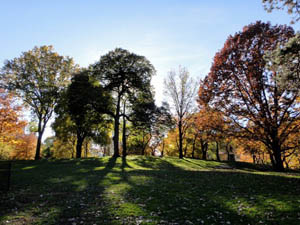 Central Park in November Central Park in November