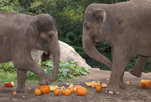 Bronx Elephants by http://today.msnbc.msn.com/id/6329531