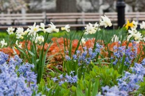 Battery Park Spring Flowers, New York City