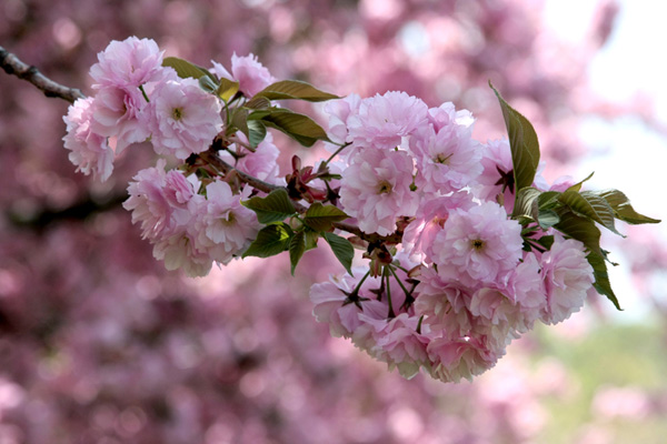 Photo Journal - Brooklyn Botanical Gardens - Cherry