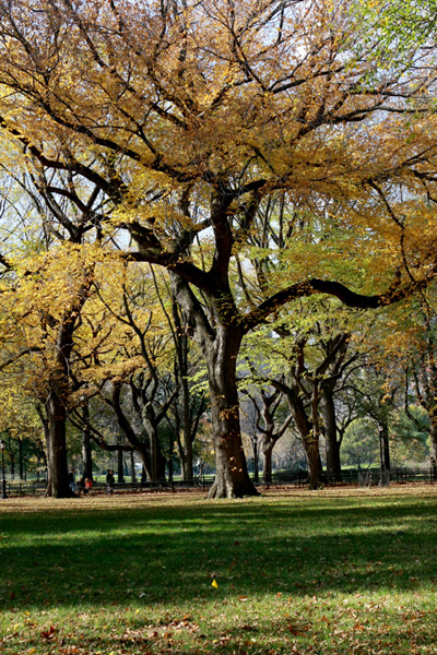 Photo Journal - Central Park - Jester