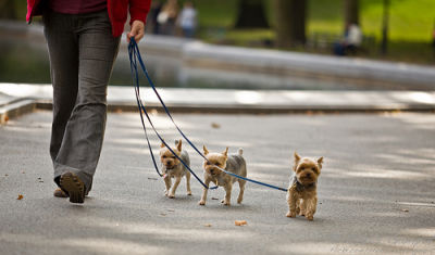 Dog Walker in NYC